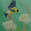 goldfinchbird