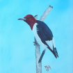 Redheadwoodpecker1