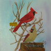Cardinal Male Femelle-2