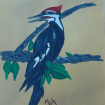 peliatedwoodpecker